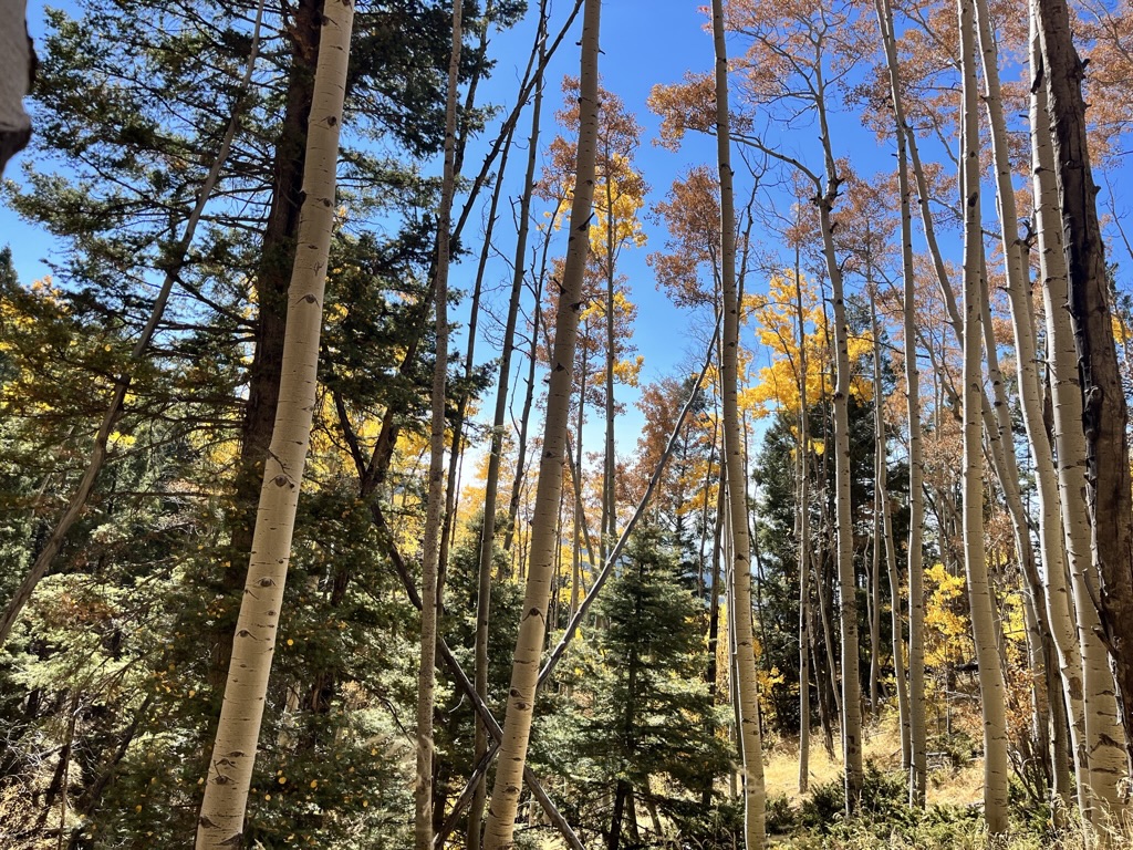 Aspen grove