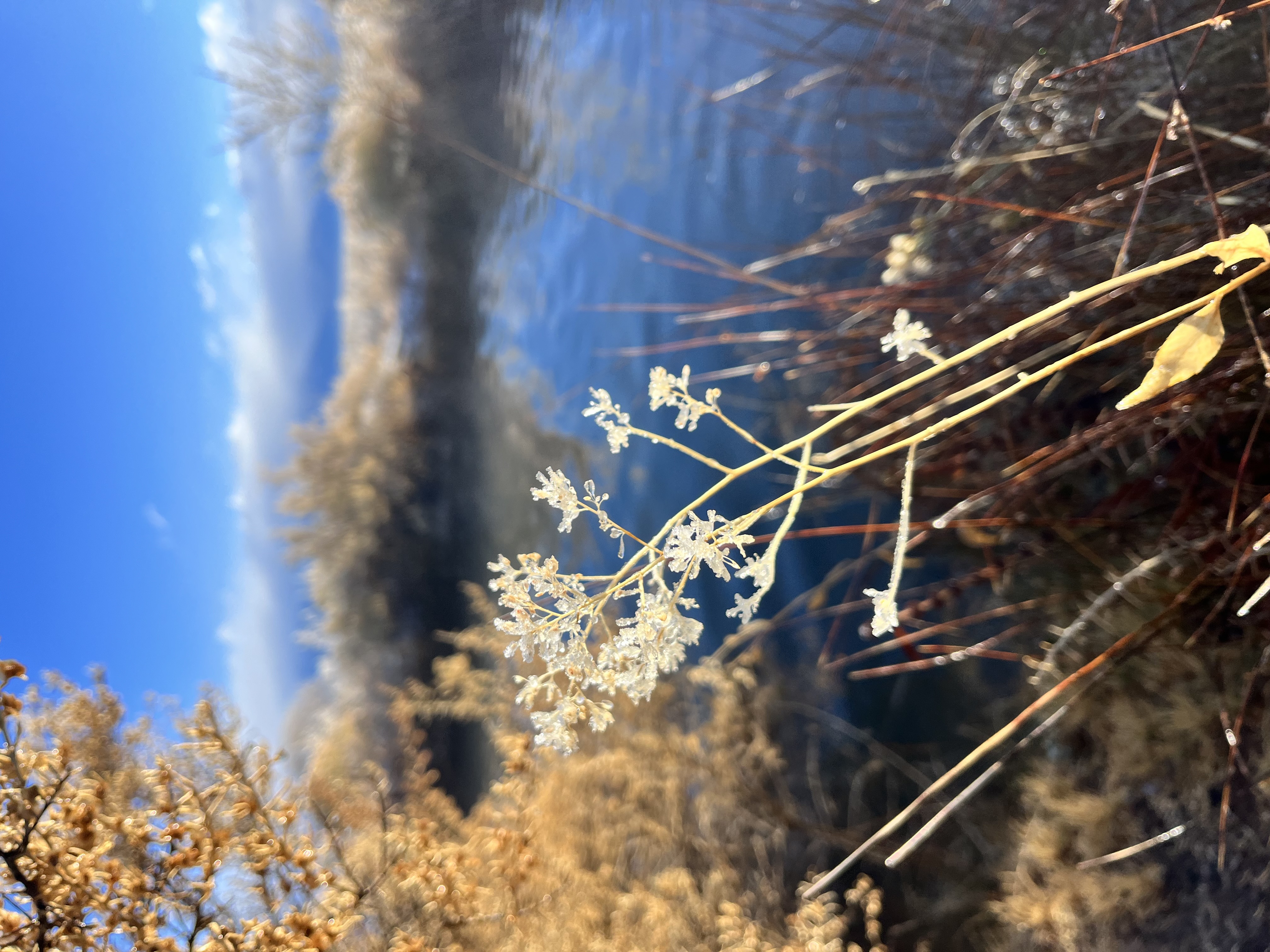 Frosted plant