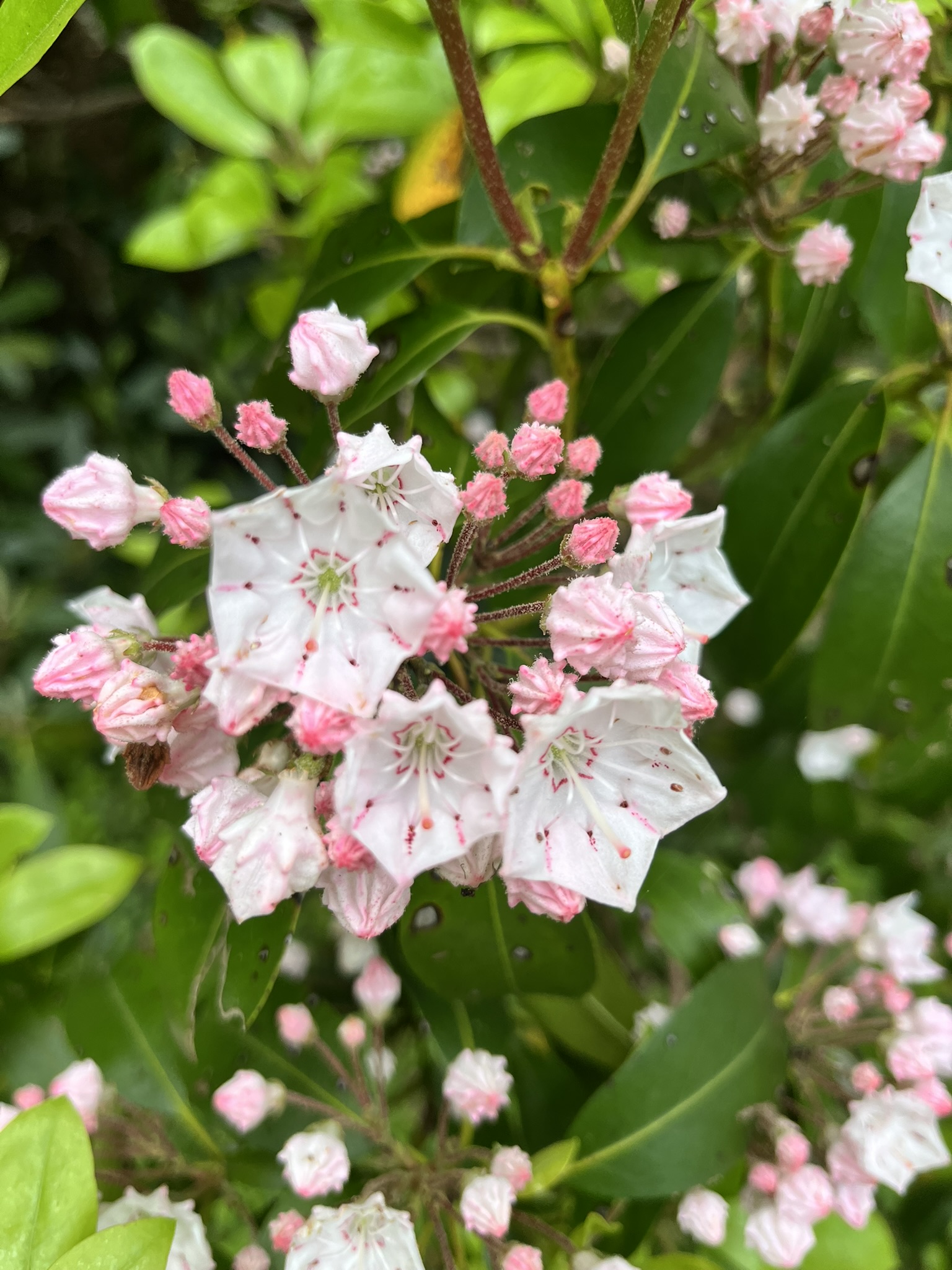 Mountain laurel