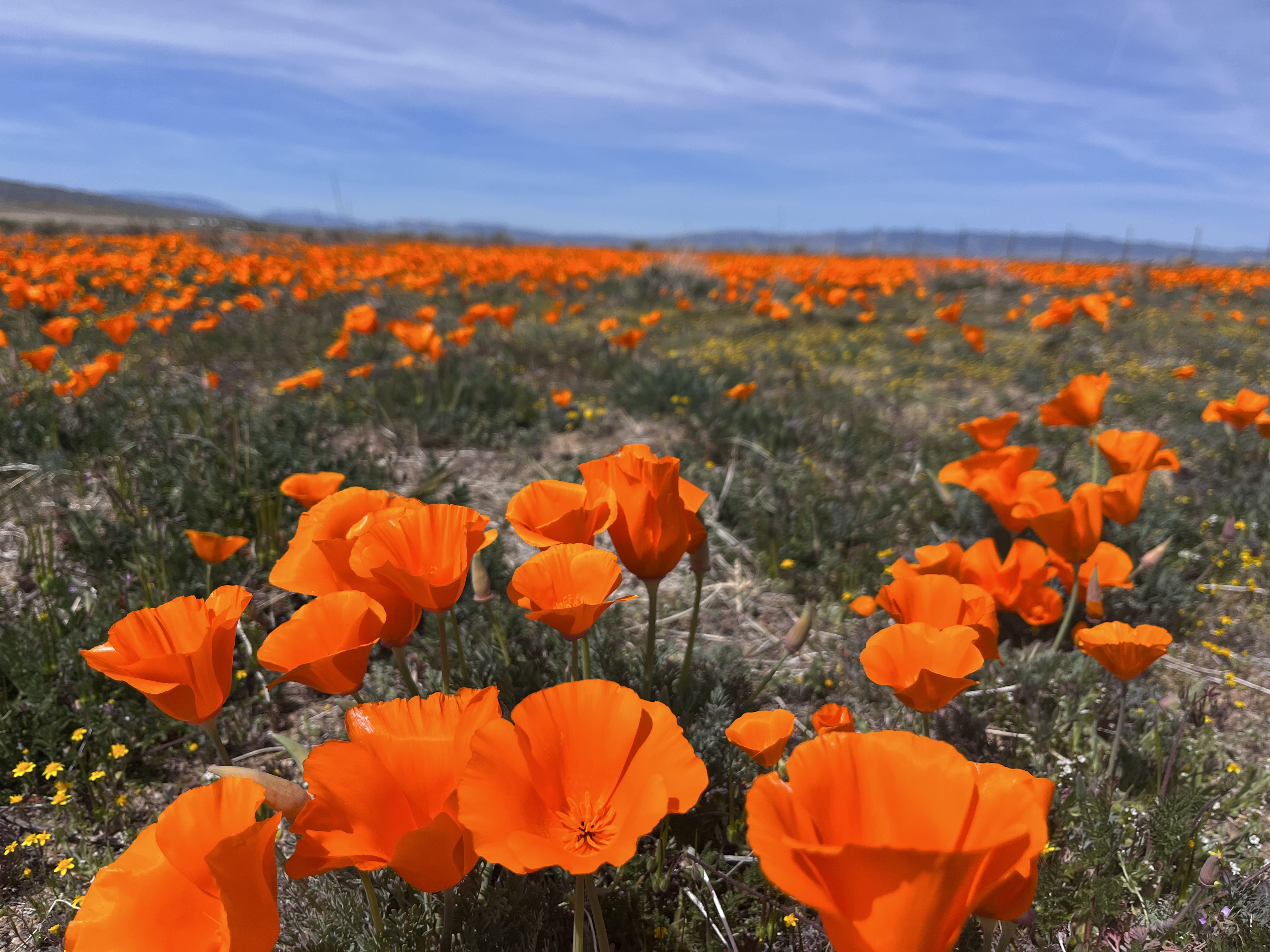 Field of poppies