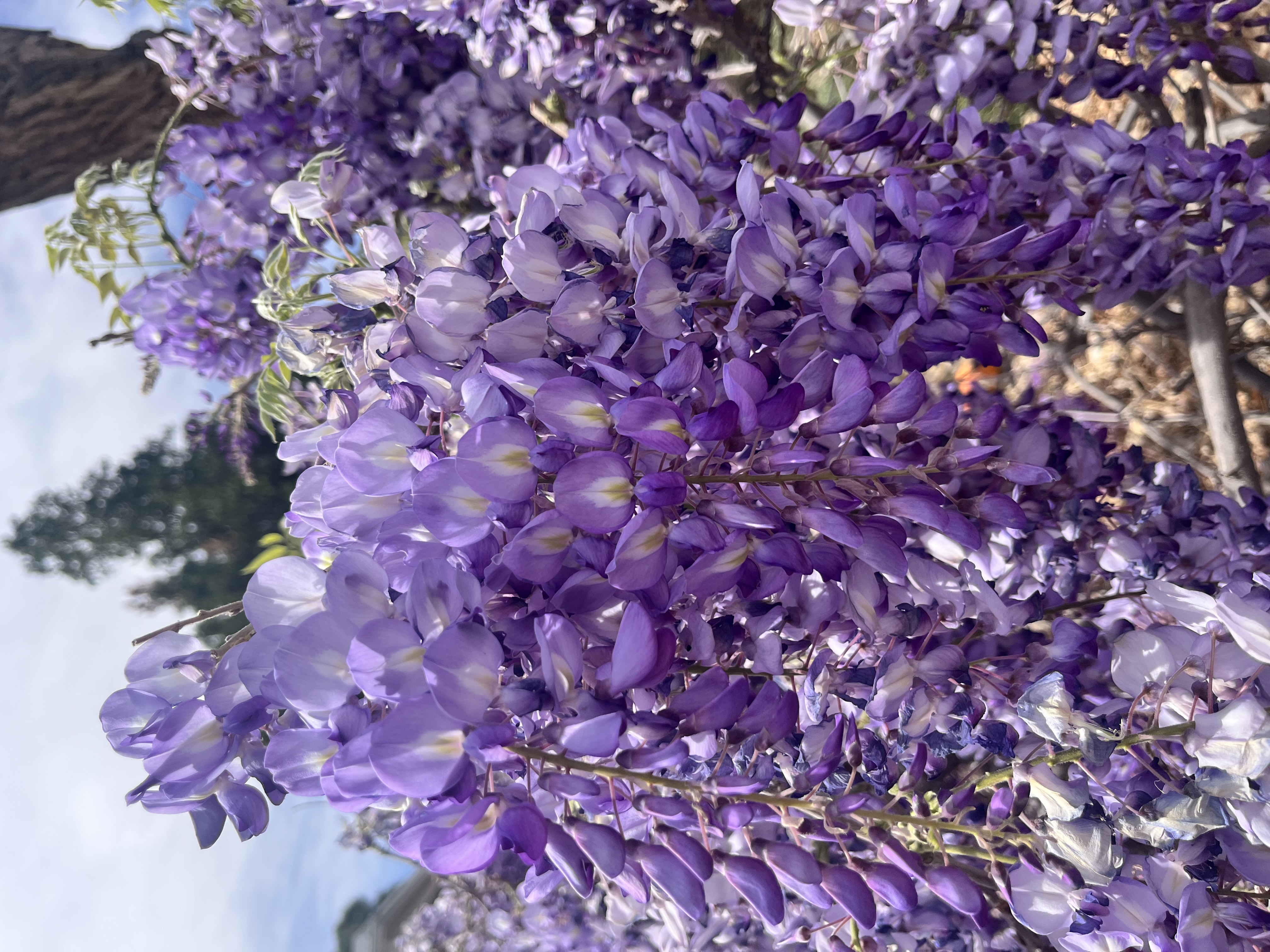 Wisteria blossoms